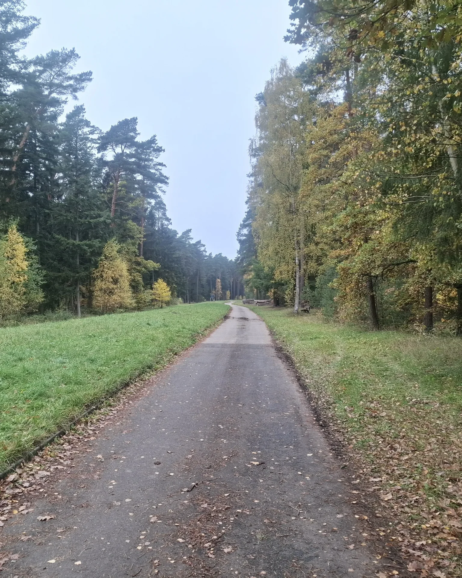 Weg im Wald